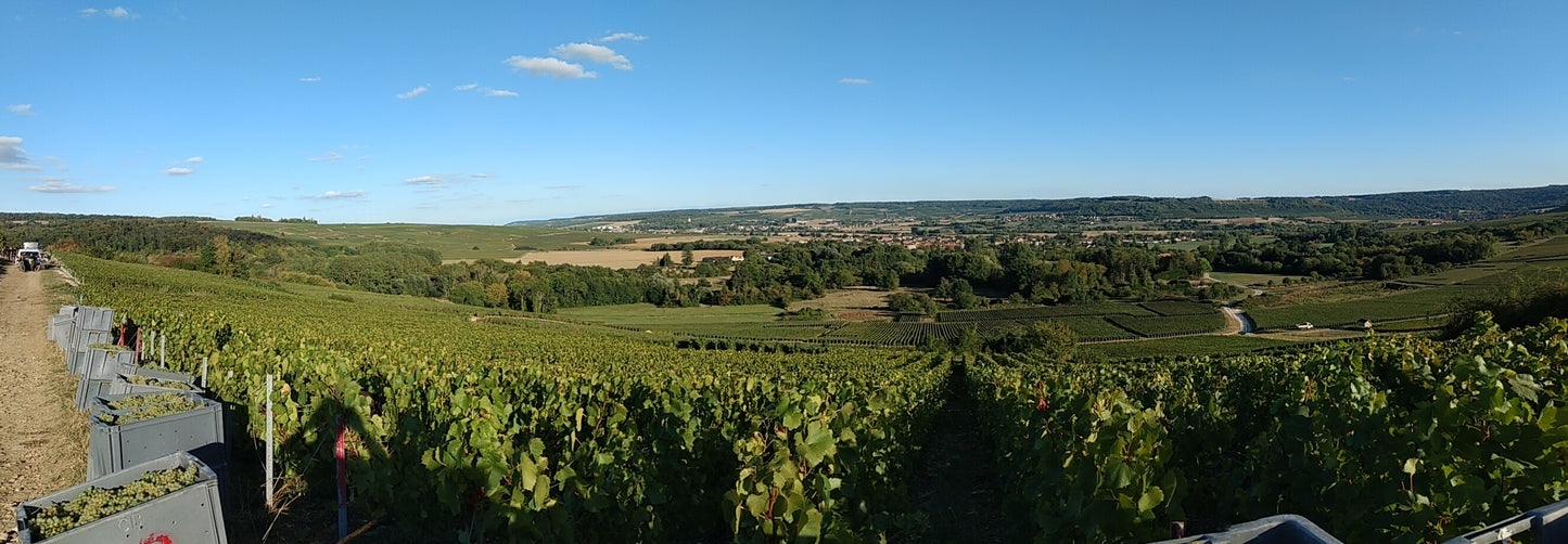 Champagne Couvent Brut Rosé